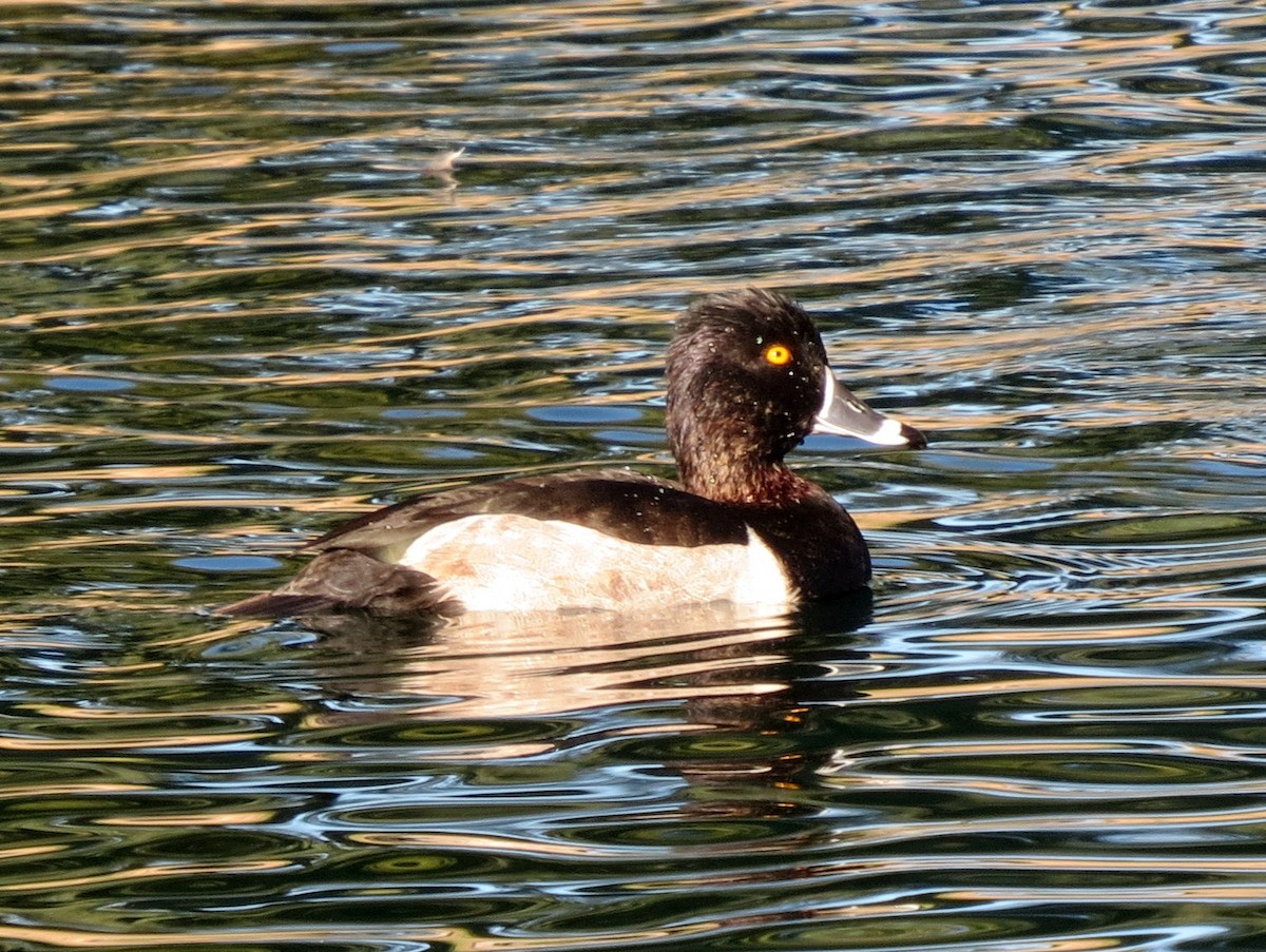 Ring-necked Duck - ML136853901