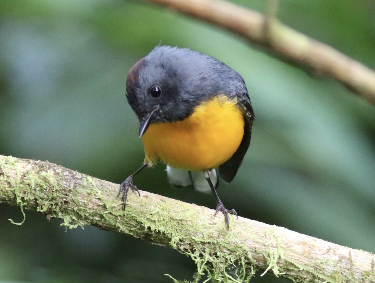 Slate-throated Redstart - ML136854241