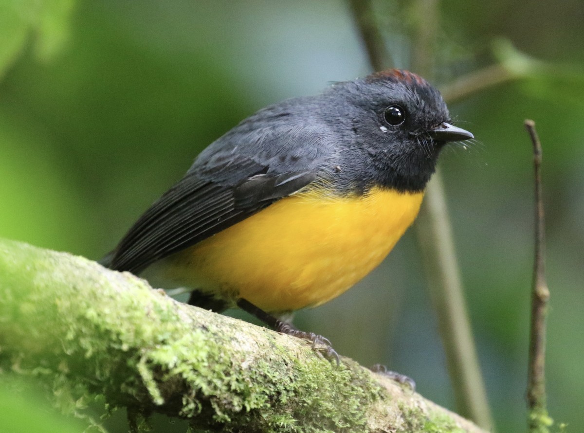 Slate-throated Redstart - ML136854251