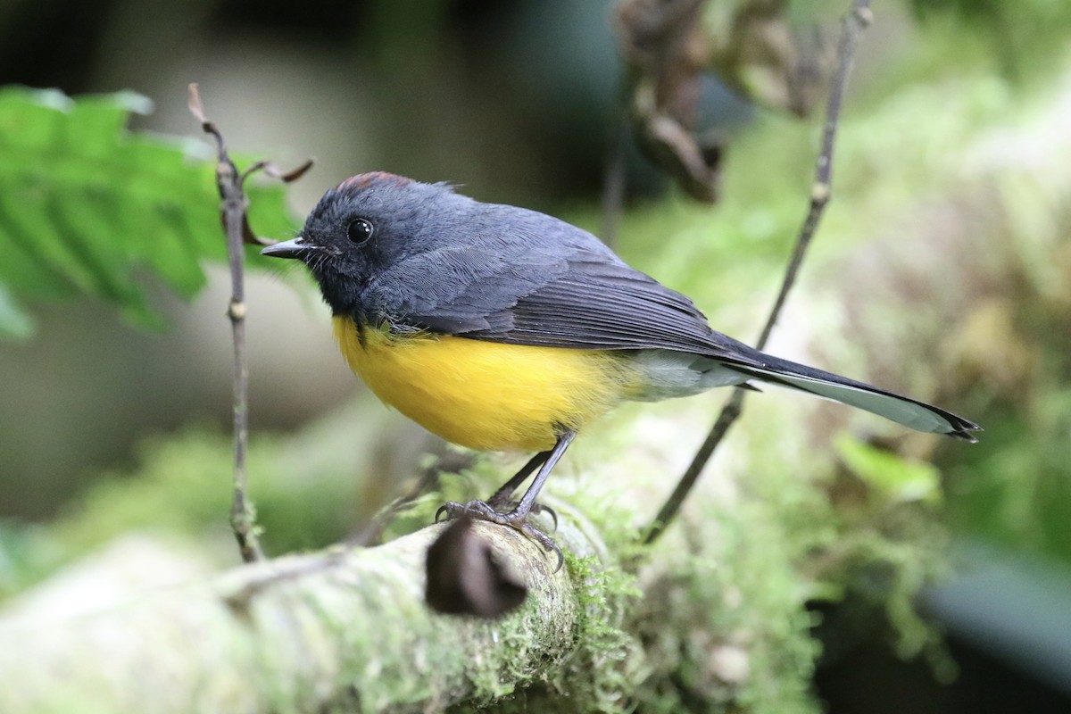 Slate-throated Redstart - ML136854281