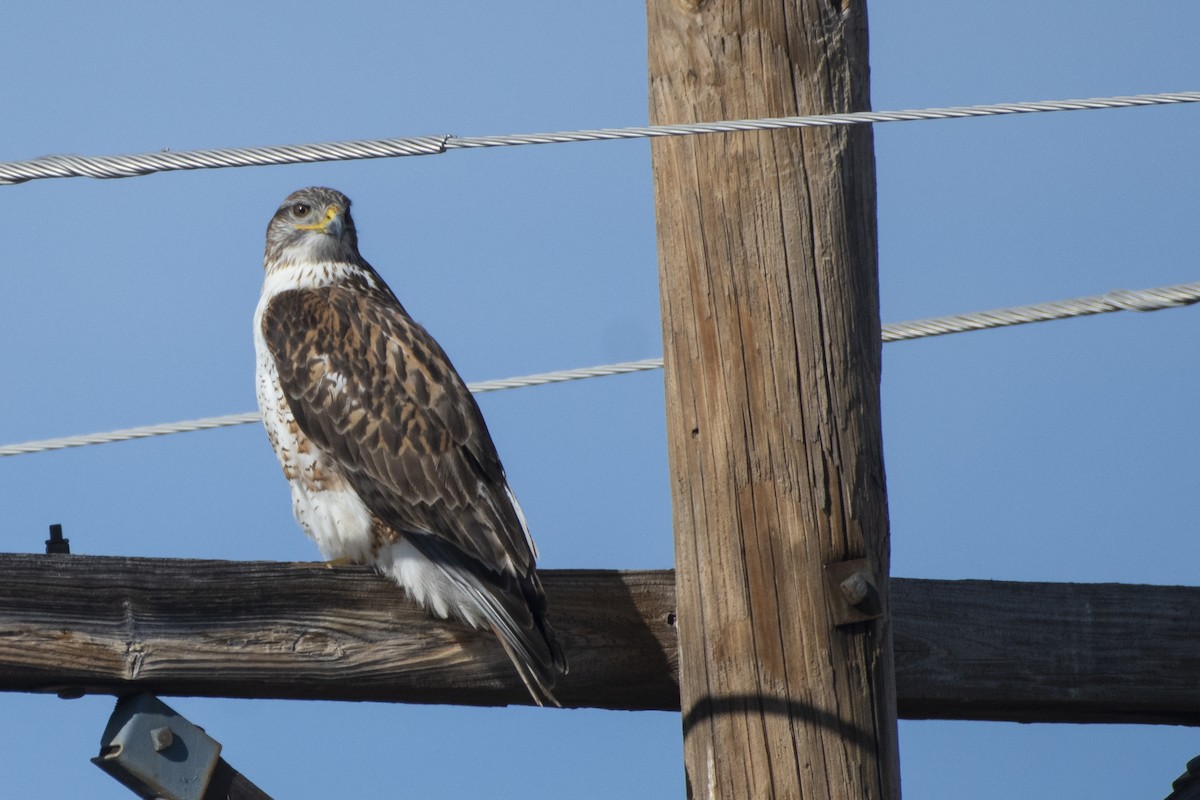 Ferruginous Hawk - ML136854591