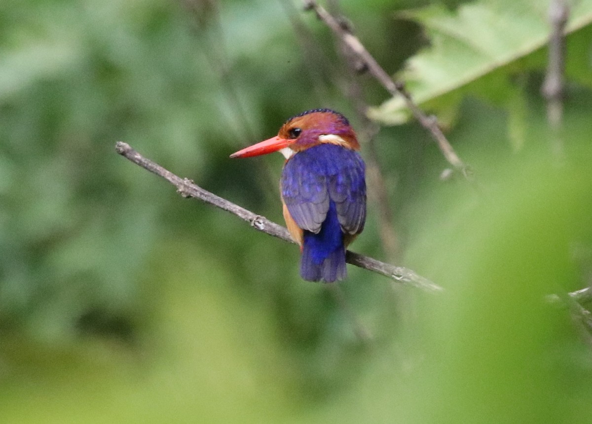 African Pygmy Kingfisher - ML136854861