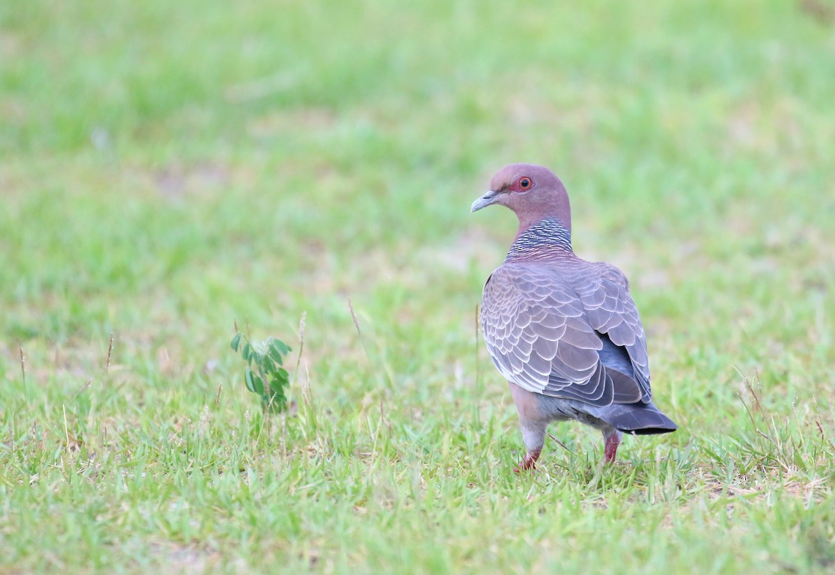 Picazuro Pigeon - ML136855381