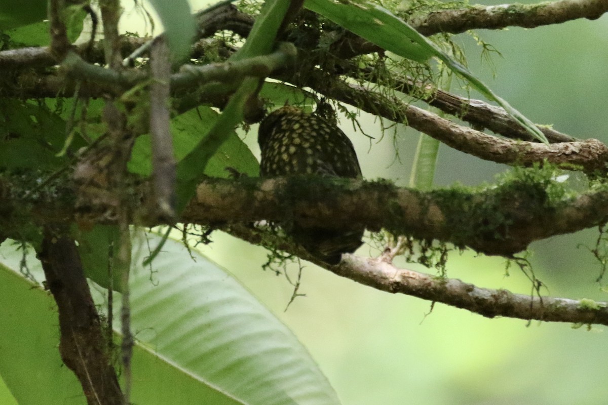 Spotted Woodcreeper - ML136855451