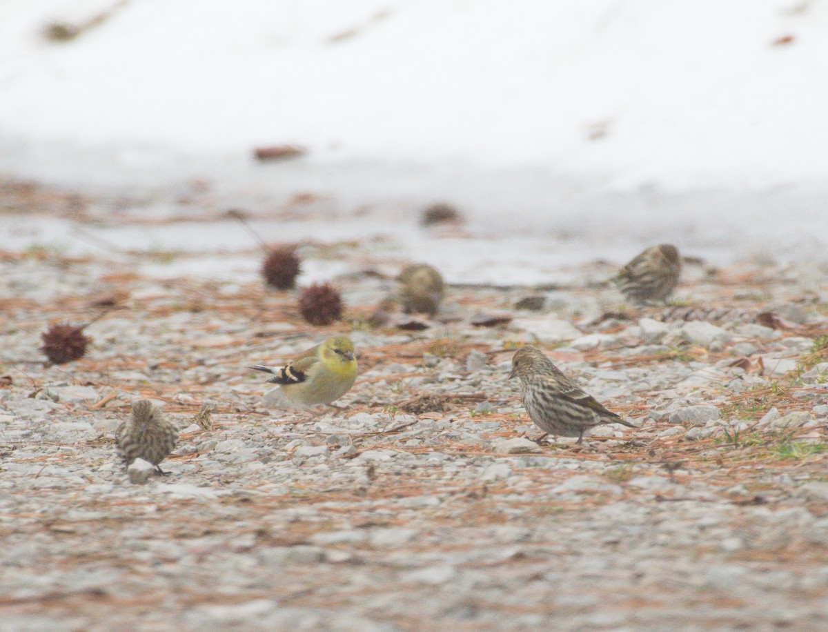 Pine Siskin - ML136855511