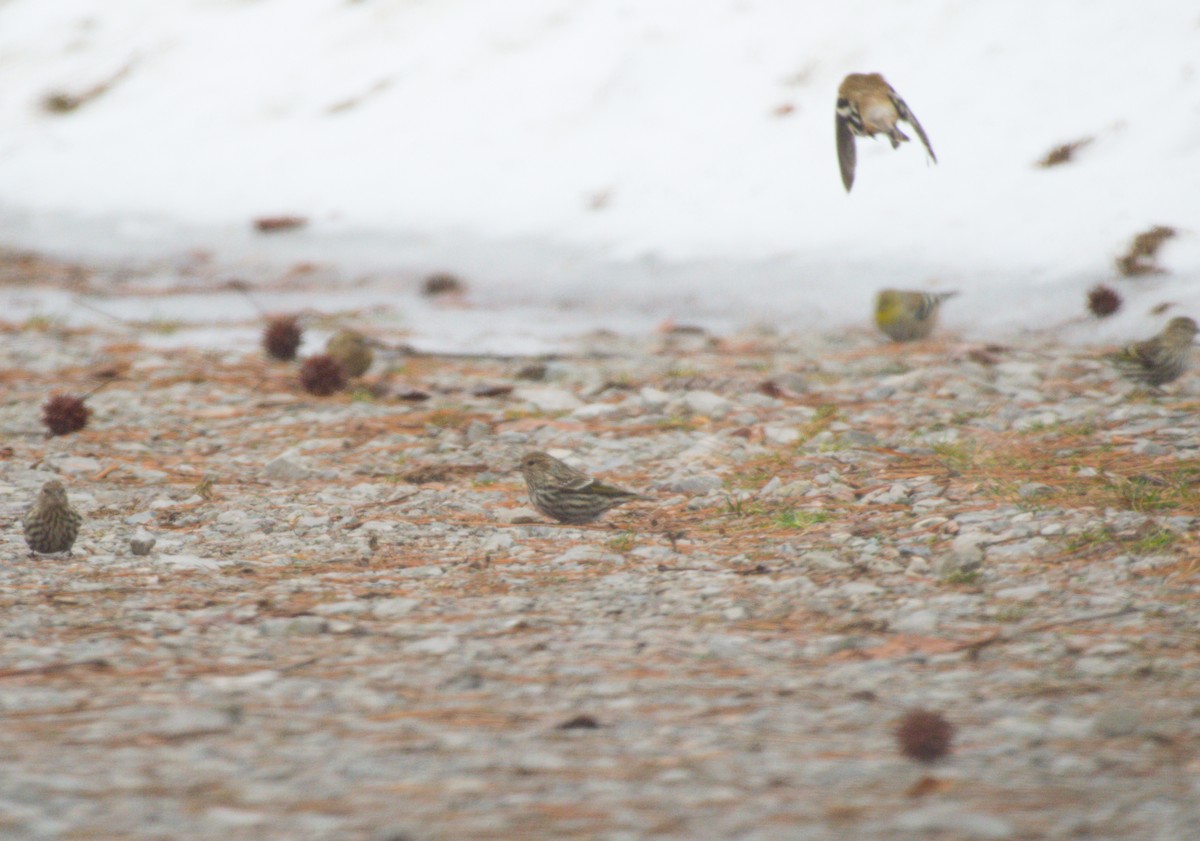 Pine Siskin - ML136855571