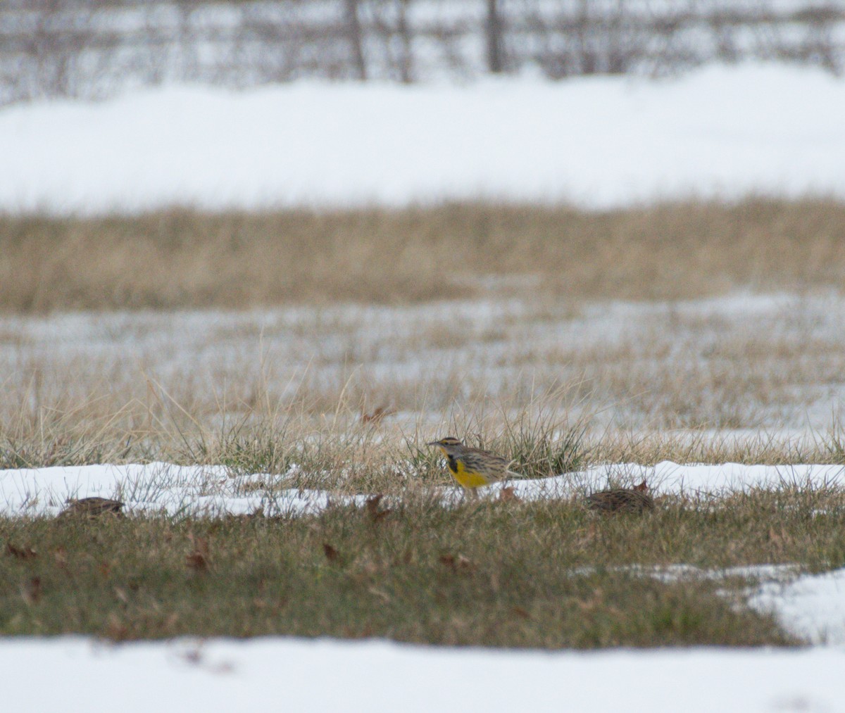 Eastern Meadowlark - ML136855881