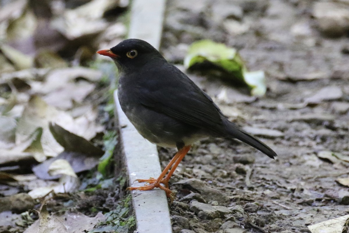 Slaty-backed Nightingale-Thrush - ML136855891