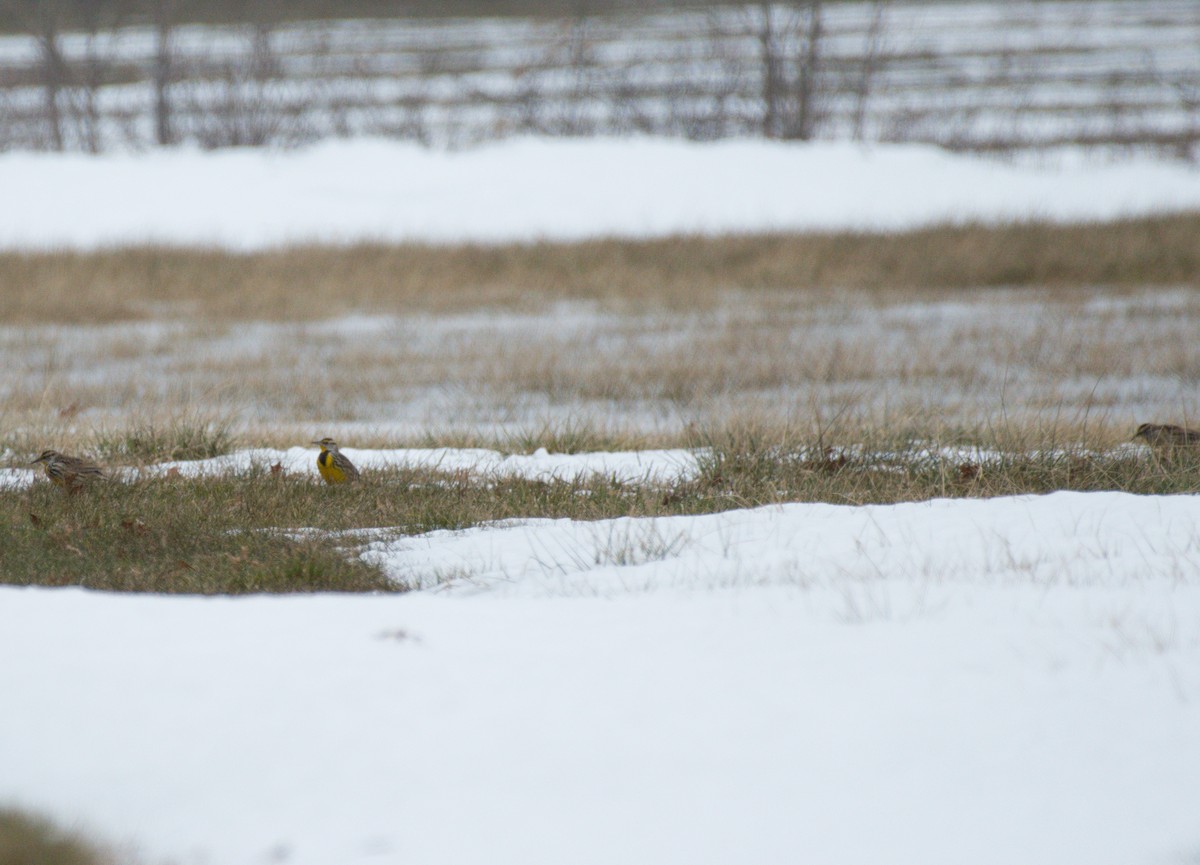 Eastern Meadowlark - ML136855911