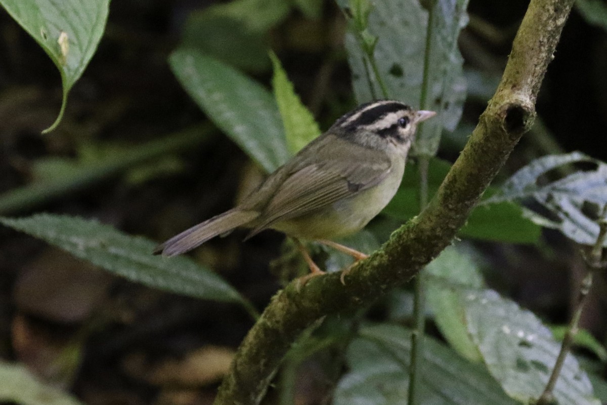 Costa Rican Warbler - ML136856241