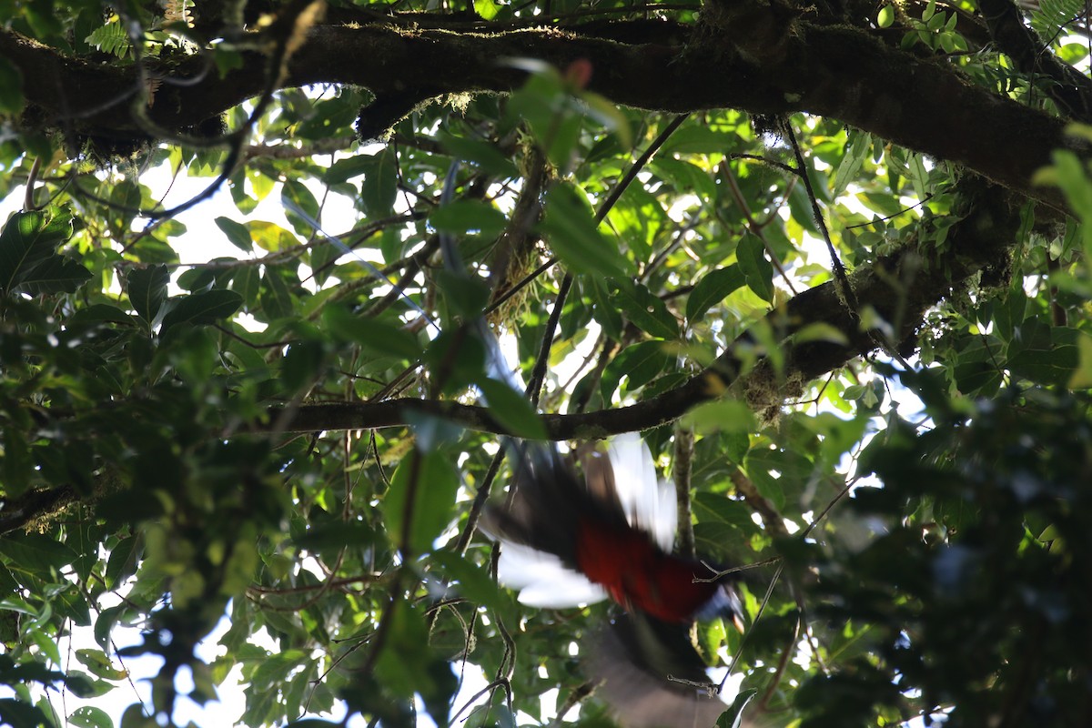 Resplendent Quetzal - ML136856691