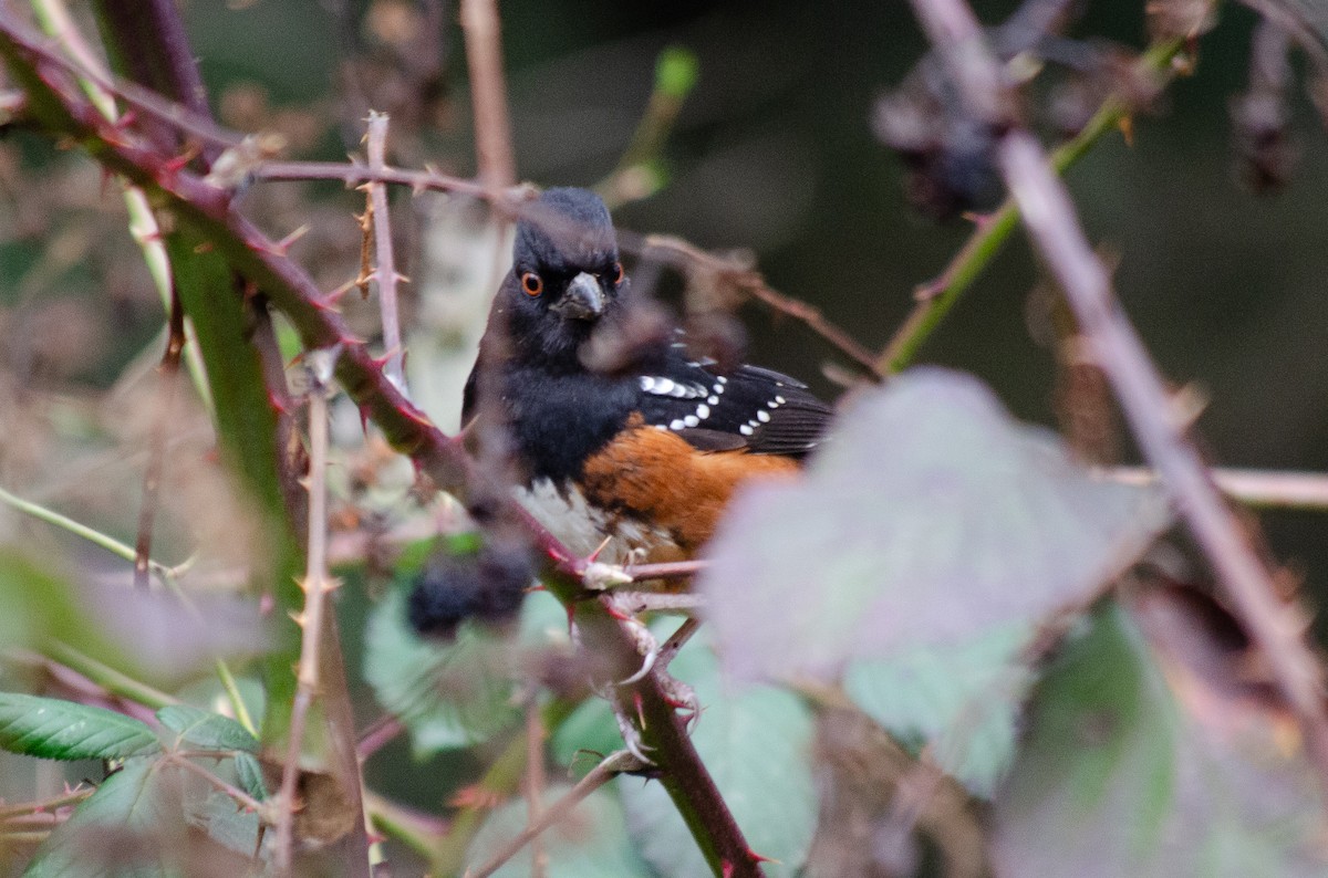 Spotted Towhee - ML136857991