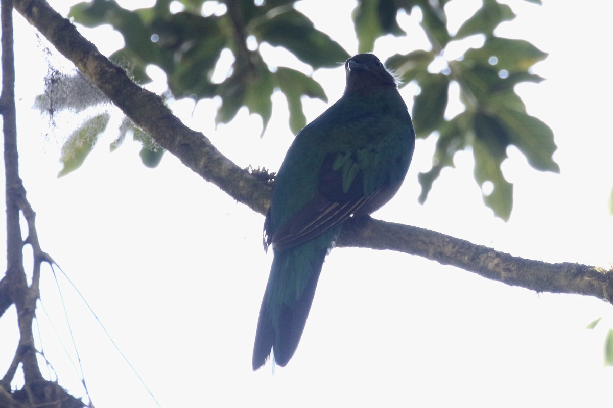 Resplendent Quetzal - ML136858151