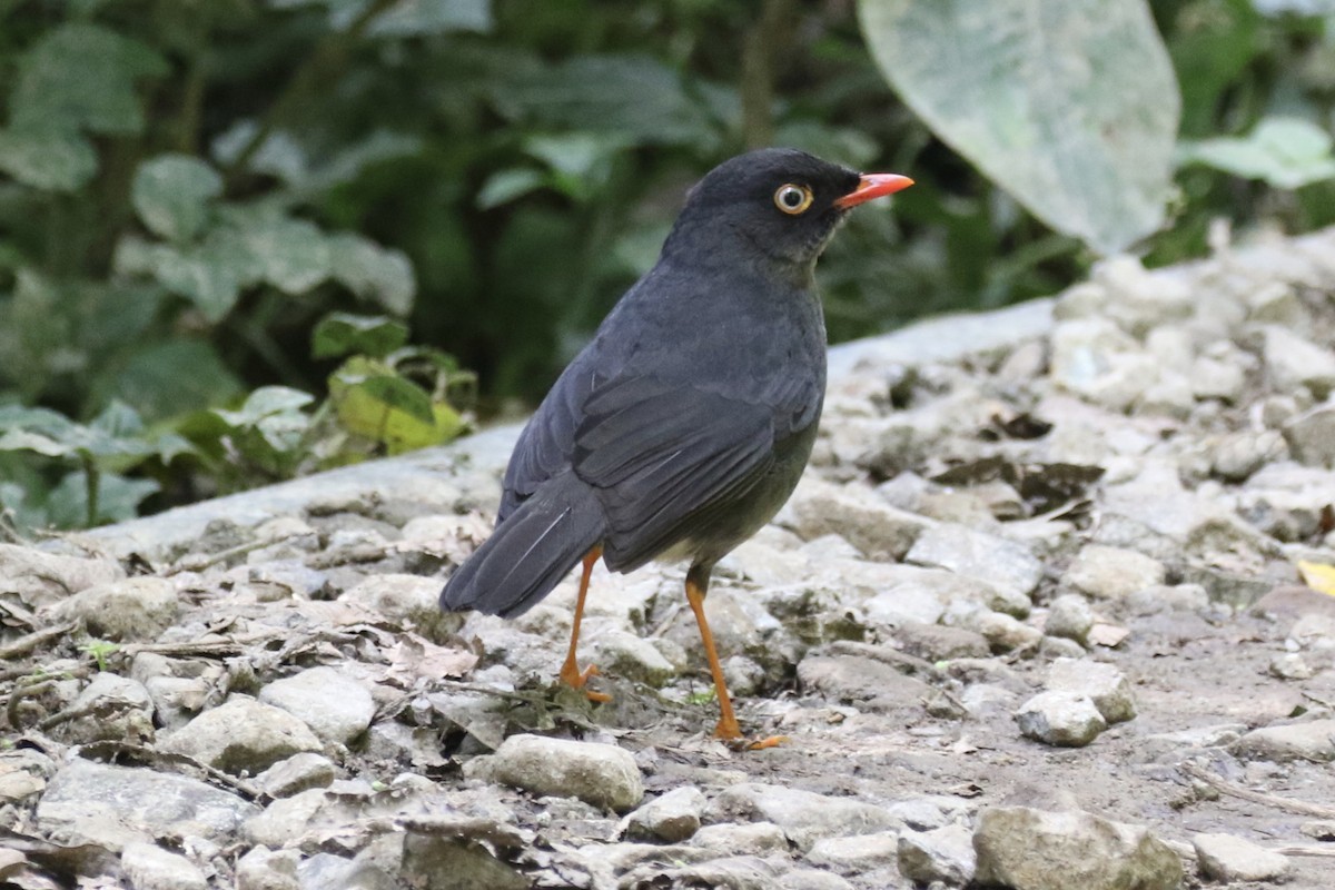 Slaty-backed Nightingale-Thrush - ML136858411