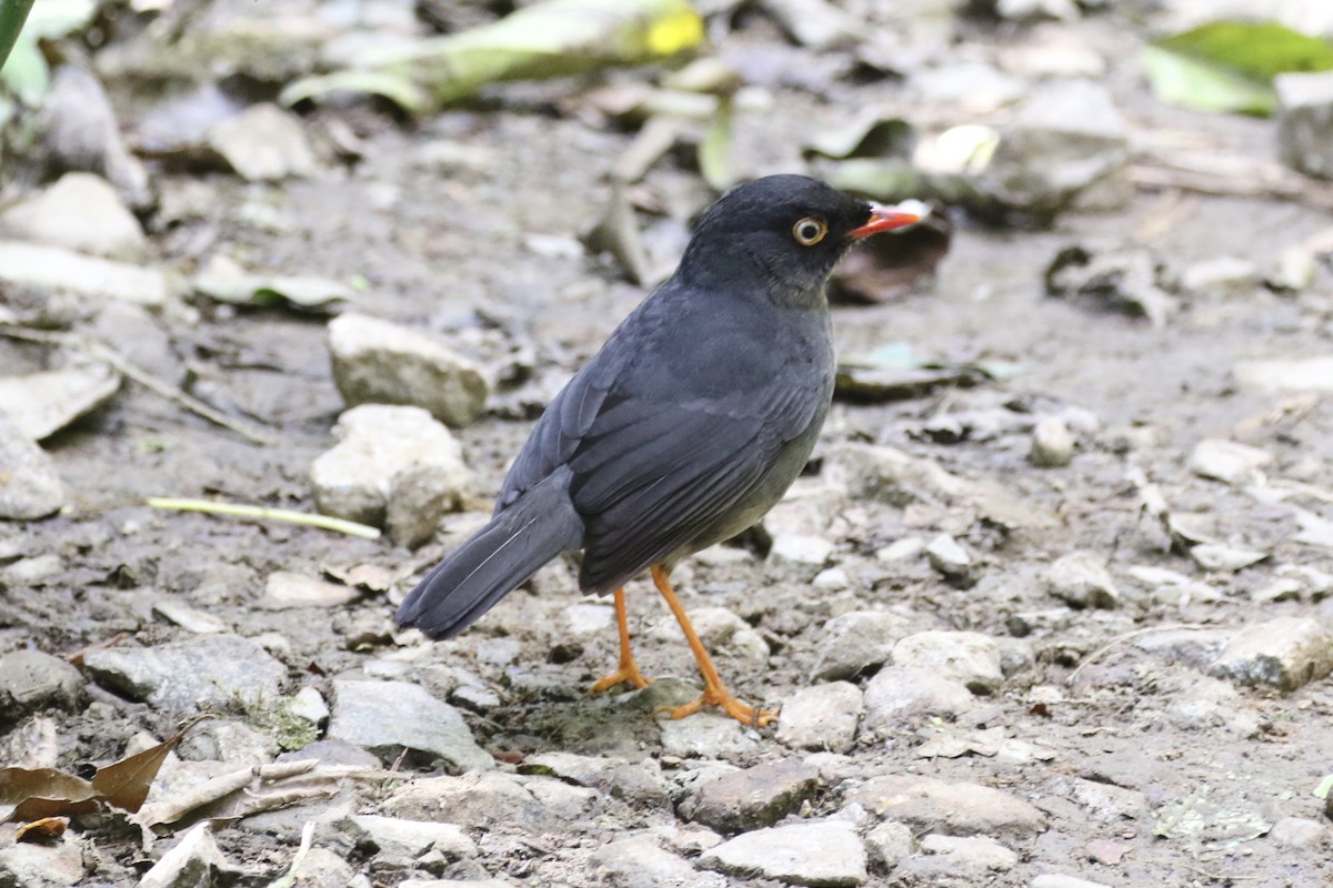 Slaty-backed Nightingale-Thrush - ML136858421