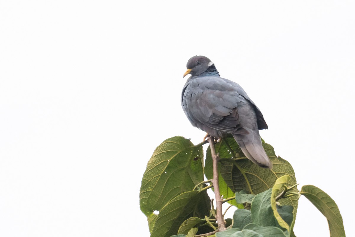 Band-tailed Pigeon - Claudia Brasileiro