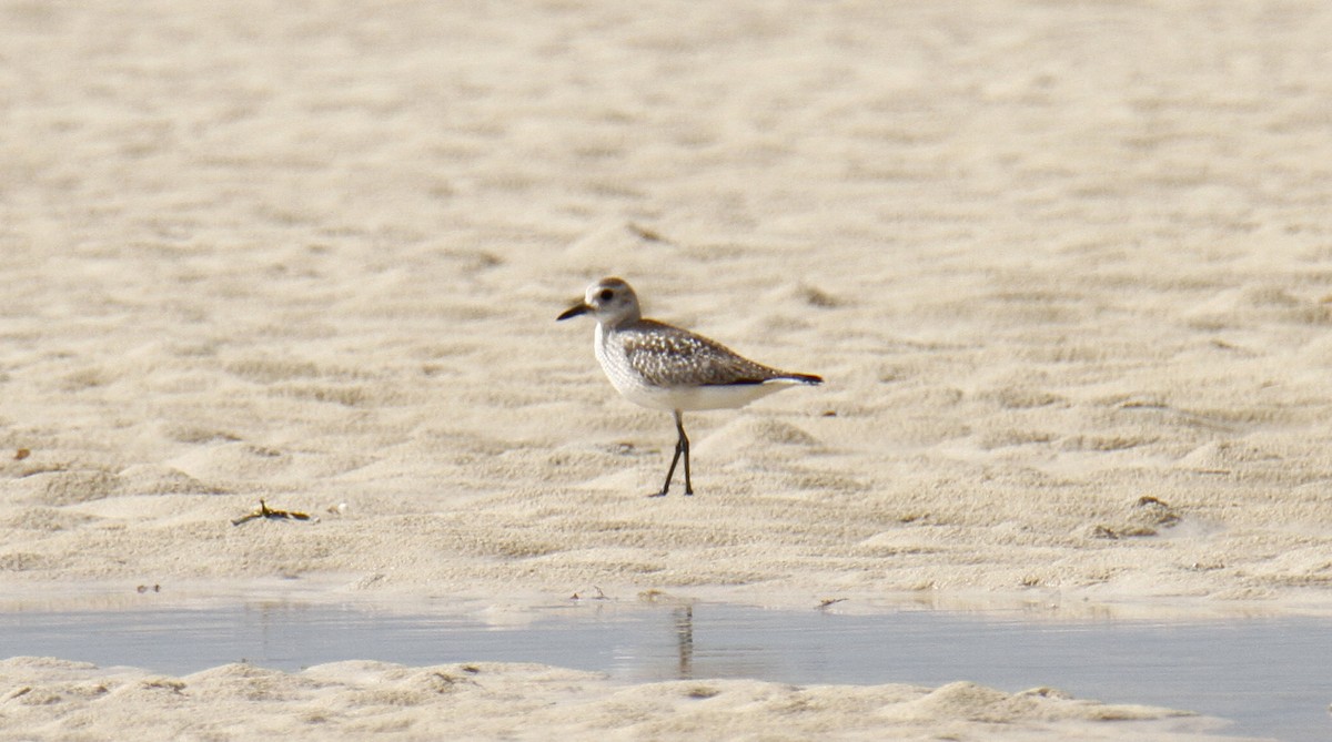 Black-bellied Plover - ML136858561