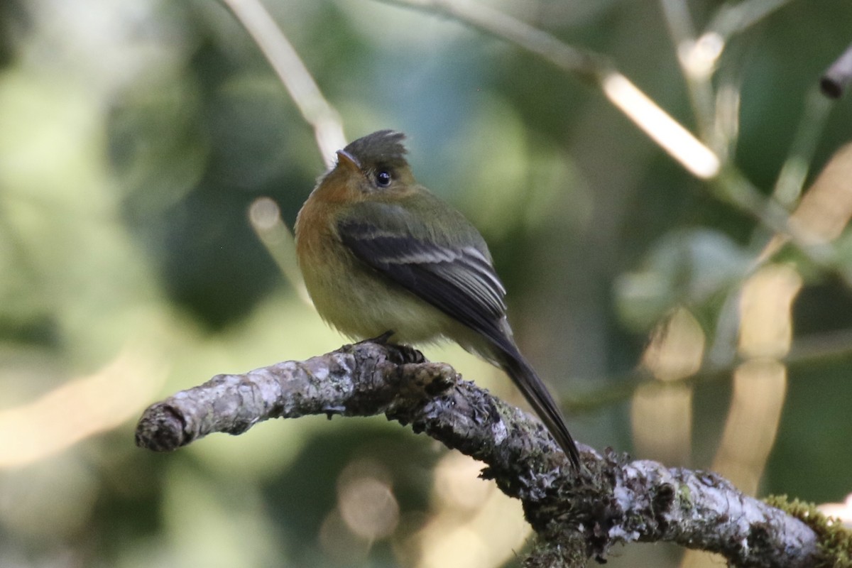 Tufted Flycatcher - ML136858641