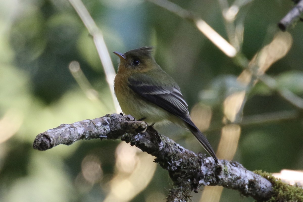 Tufted Flycatcher - ML136858651