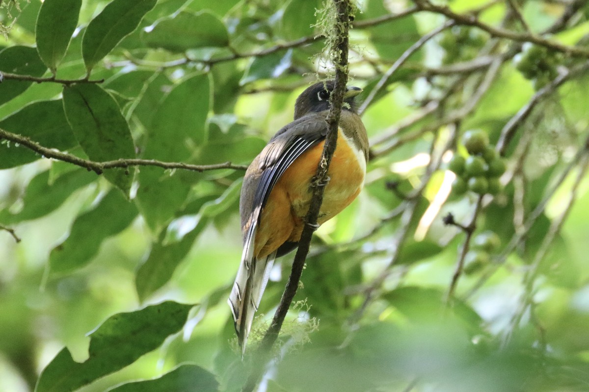 Collared Trogon (Orange-bellied) - ML136858931