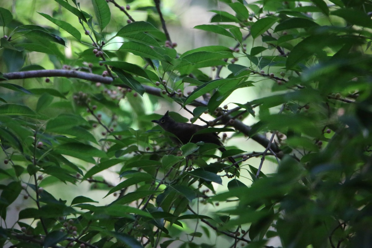 Yellow-wattled Bulbul - ML136861801