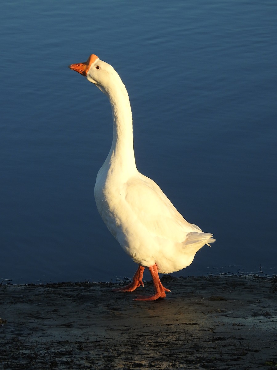 Domestic goose sp. (Domestic type) - ML136863741