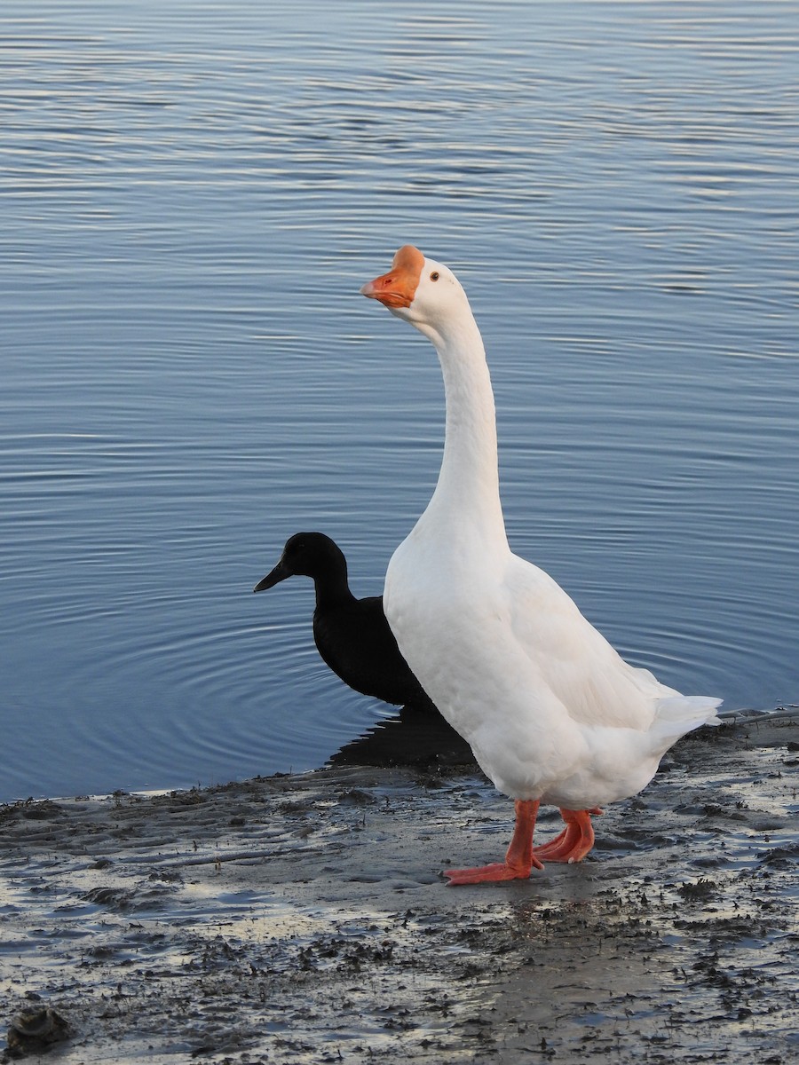 Domestic goose sp. (Domestic type) - ML136863821