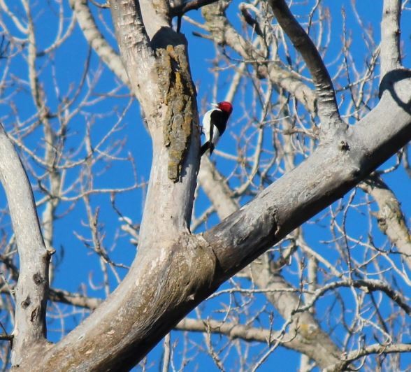 Red-headed Woodpecker - ML136864291