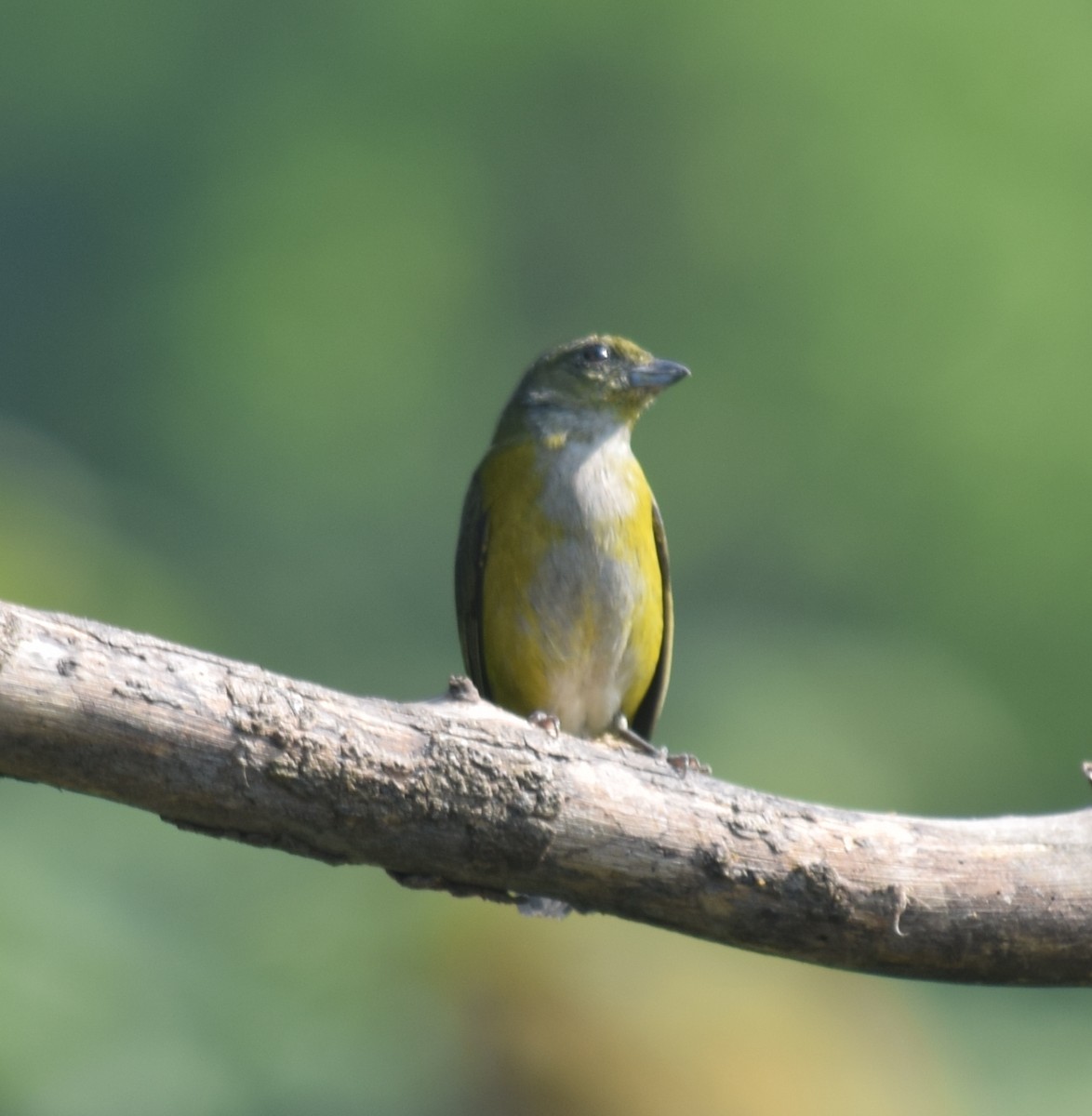 Yellow-throated Euphonia - ML136868381