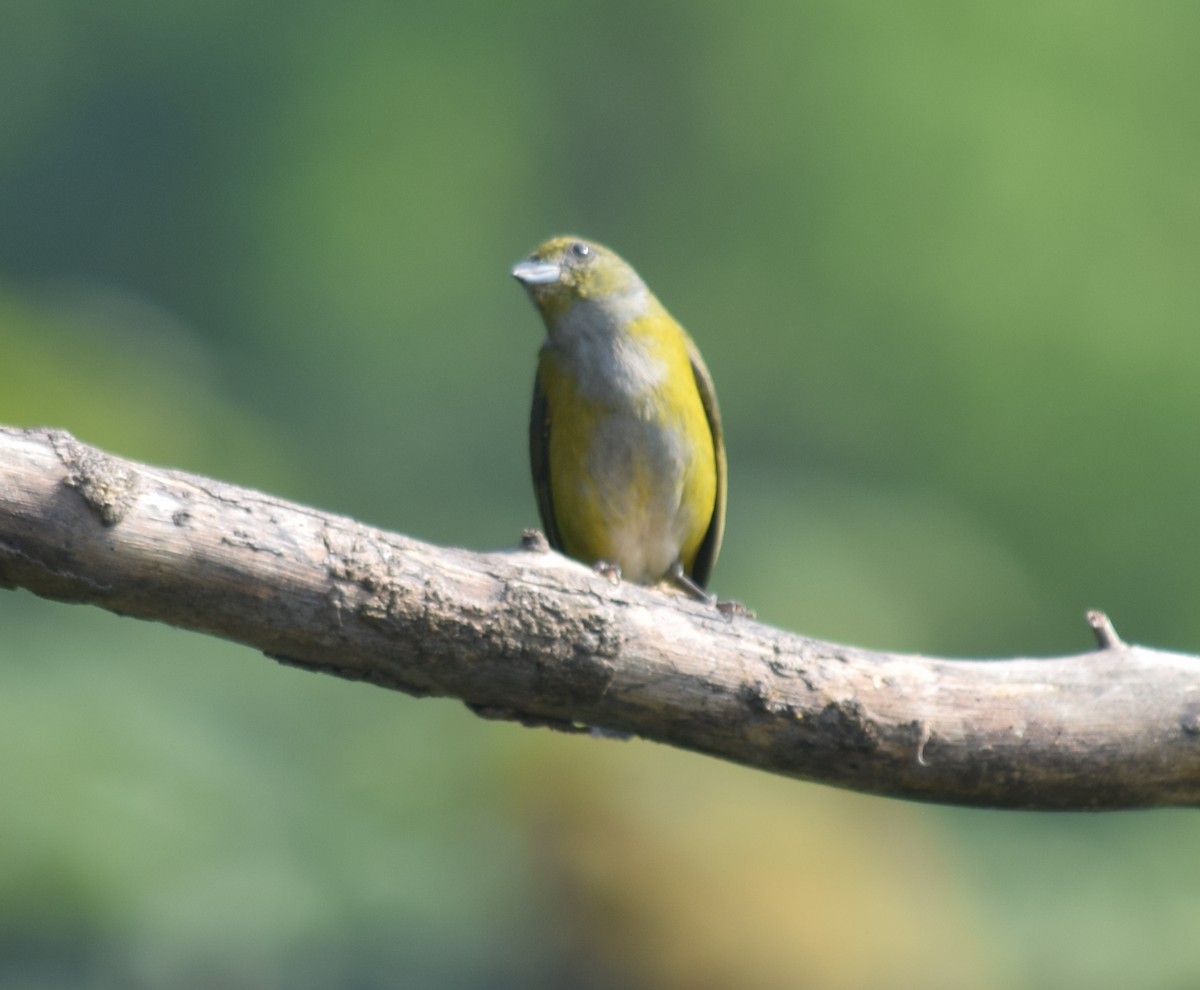 Yellow-throated Euphonia - ML136868391