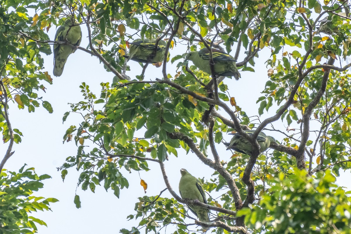 Andaman Green-Pigeon - Balaji P B