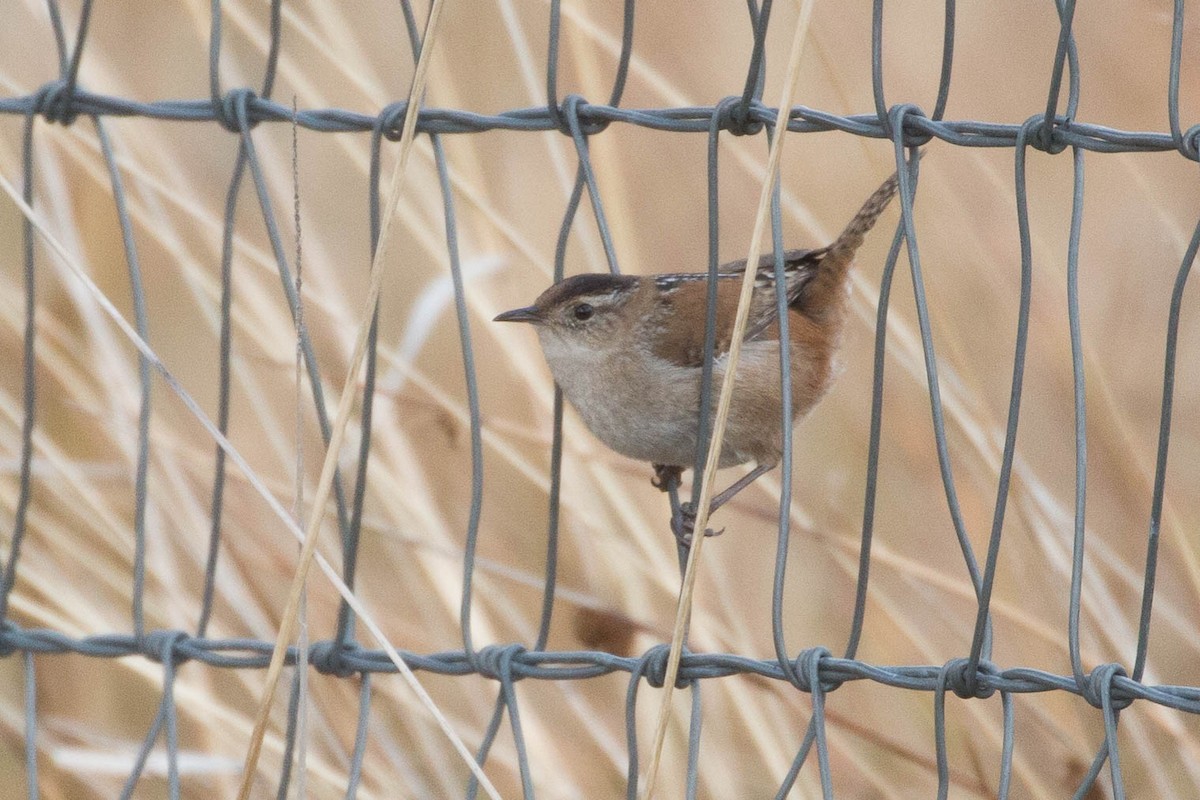 Marsh Wren - ML136868771