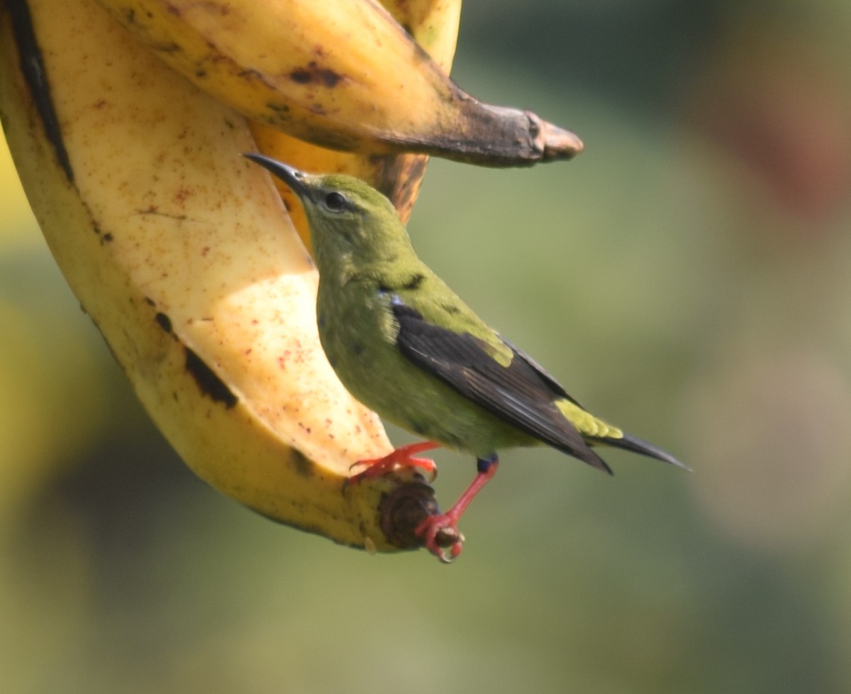 Red-legged Honeycreeper - ML136868841