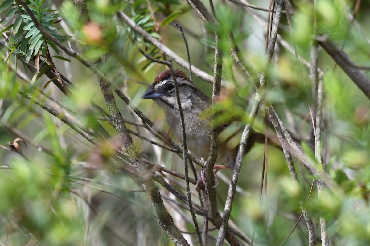 Rusty Sparrow - ML136869021