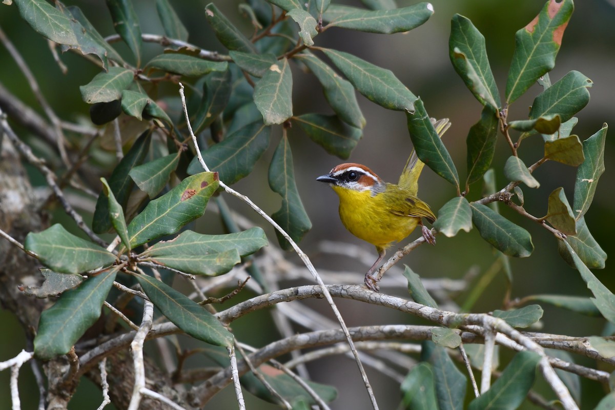 Rufous-capped Warbler (salvini) - ML136869071