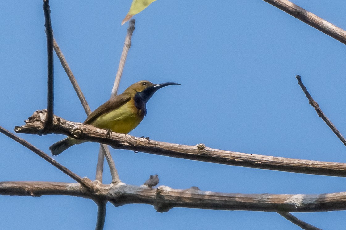 Ornate Sunbird - Balaji P B