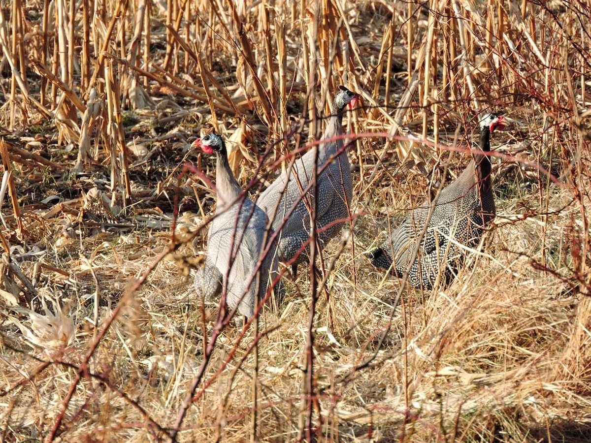 Helmeted Guineafowl (Domestic type) - Donna Ortuso