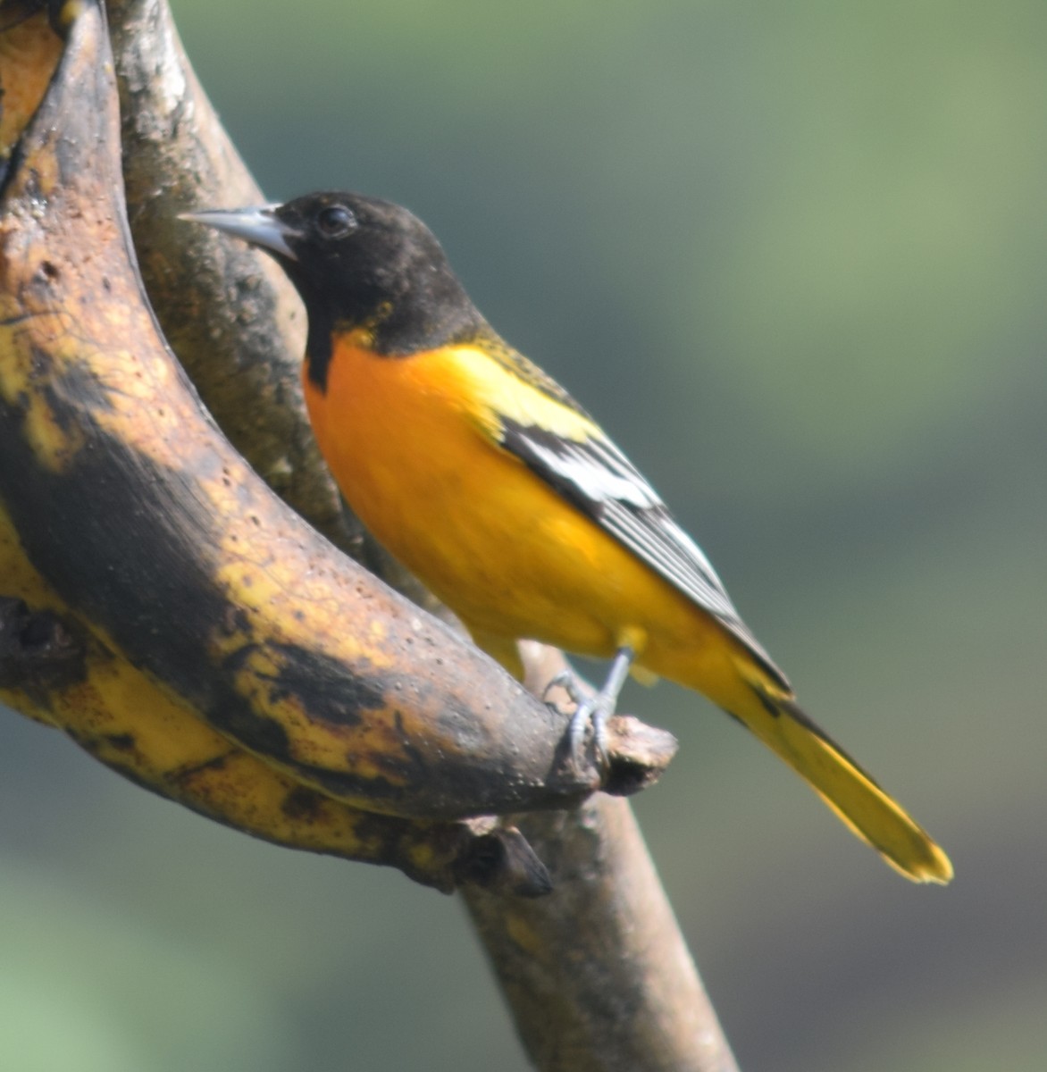 Baltimore Oriole - ML136869931