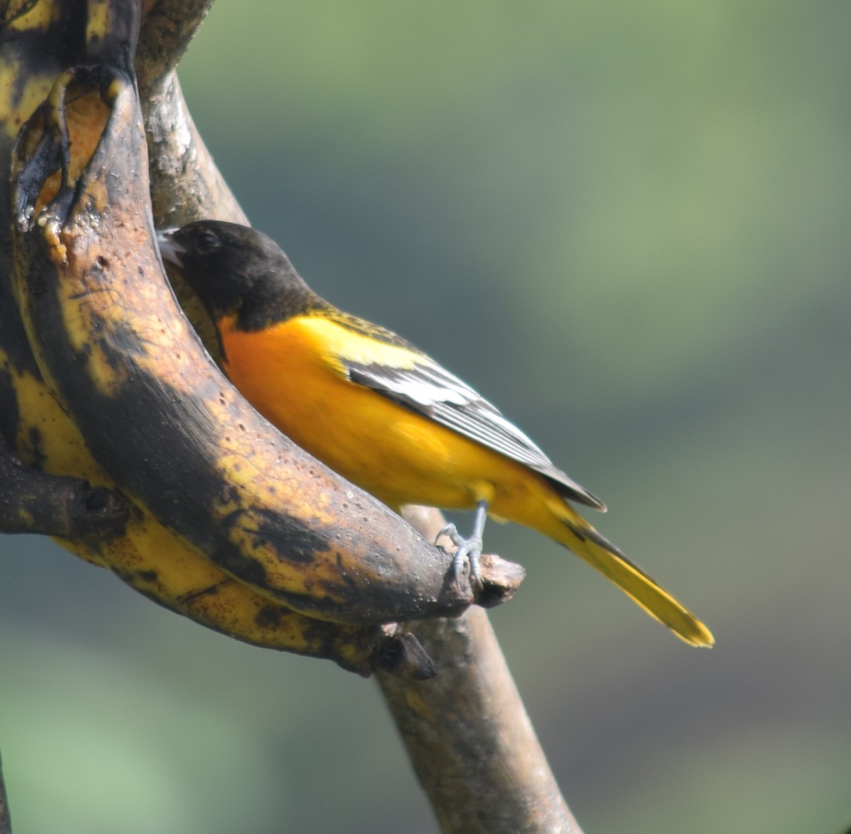 Baltimore Oriole - ML136869991