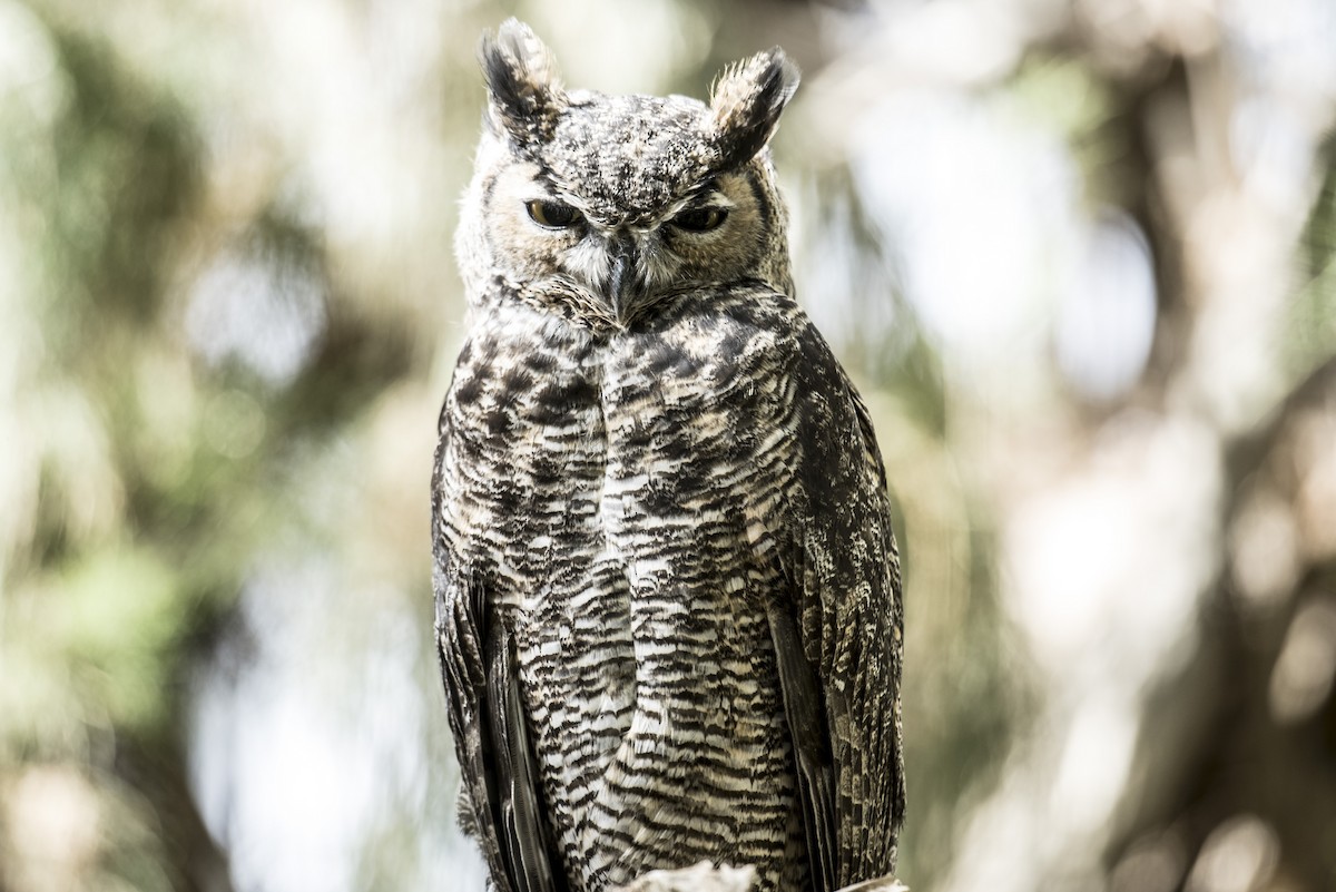 Great Horned Owl - ML136870261