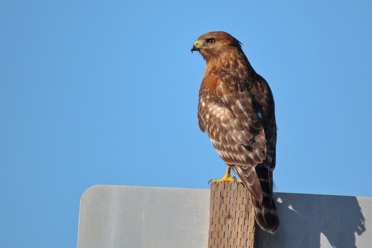 Red-shouldered Hawk - ML136871181