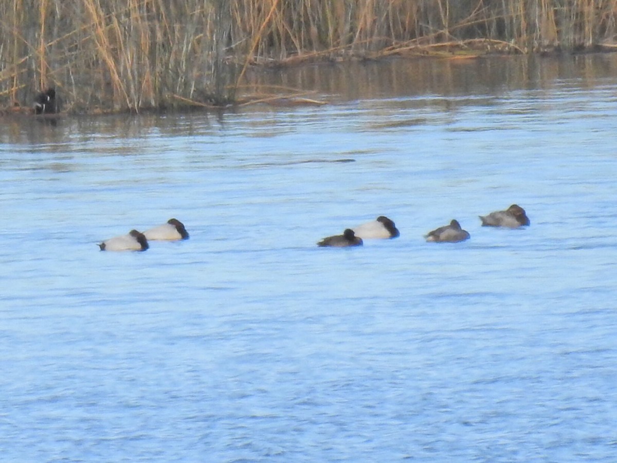 Canvasback - ML136871891