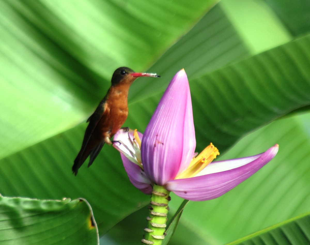 Cinnamon Hummingbird - ML136872311