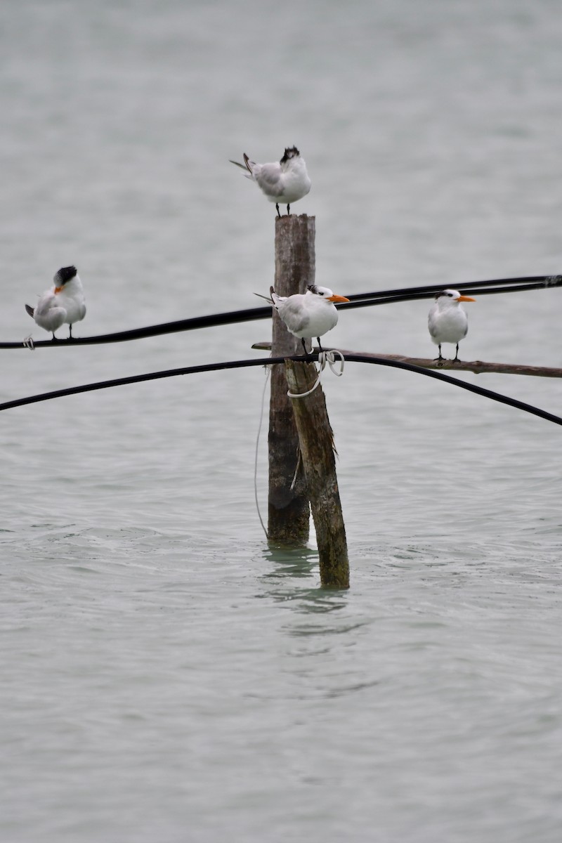 Royal Tern - ML136872671