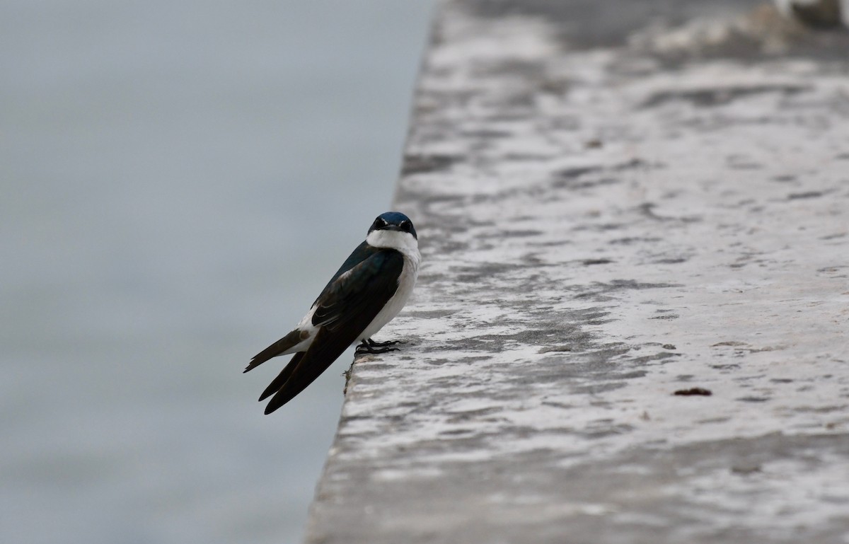 Mangrove Swallow - ML136872871