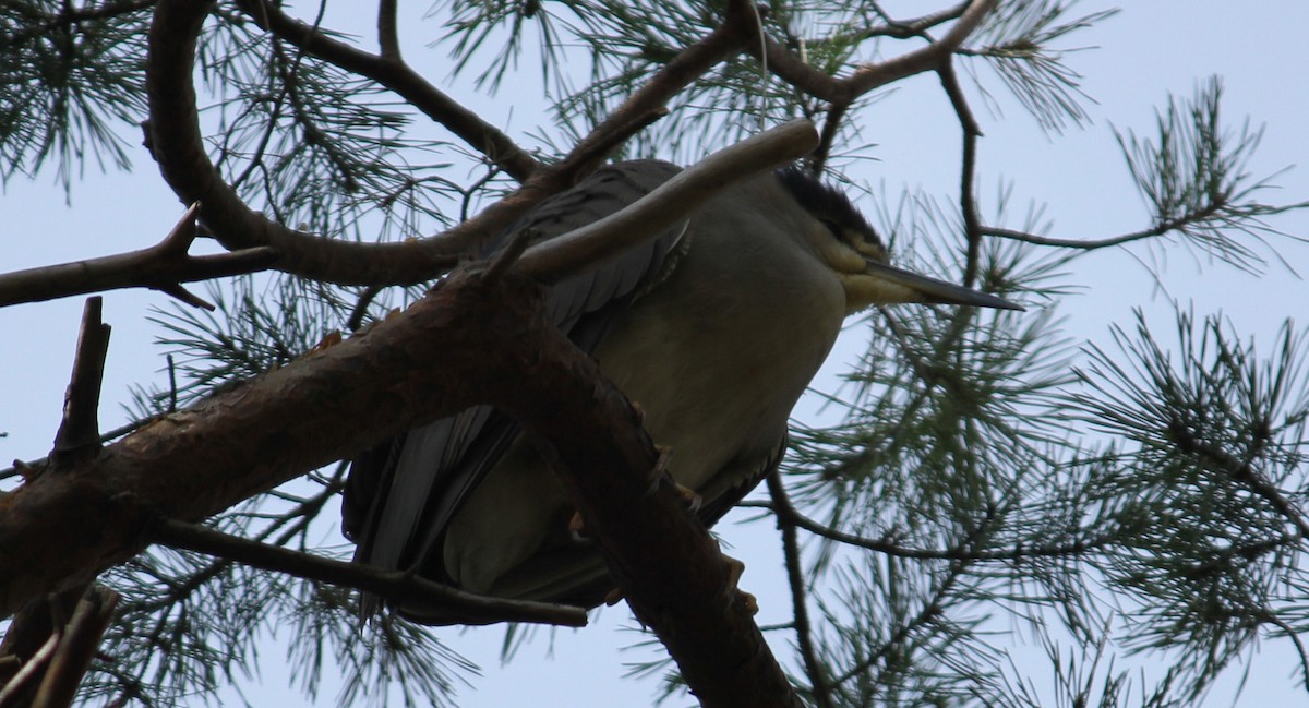 Black-crowned Night Heron - ML136873371