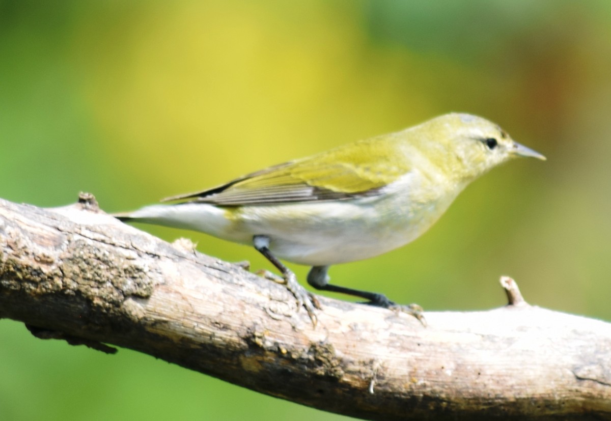 Tennessee Warbler - ML136873551