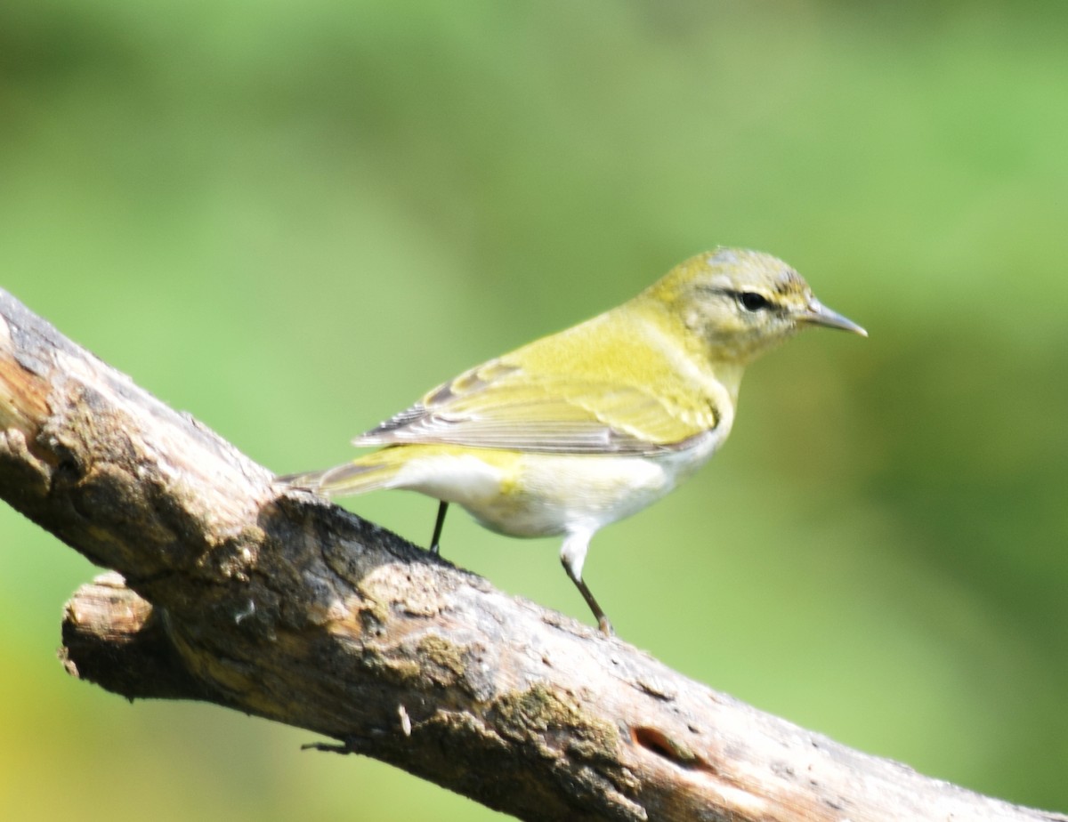 Tennessee Warbler - ML136873561