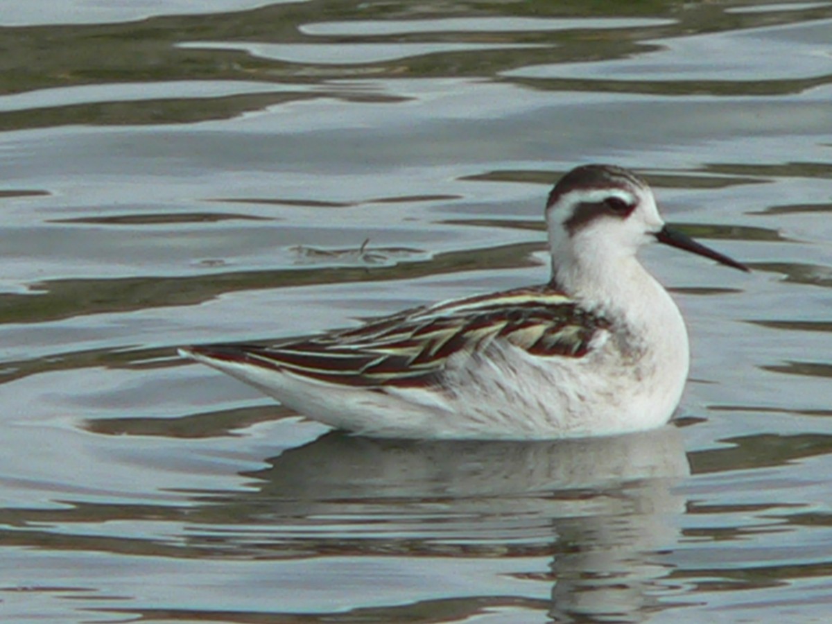 Red-necked Phalarope - ML136873591