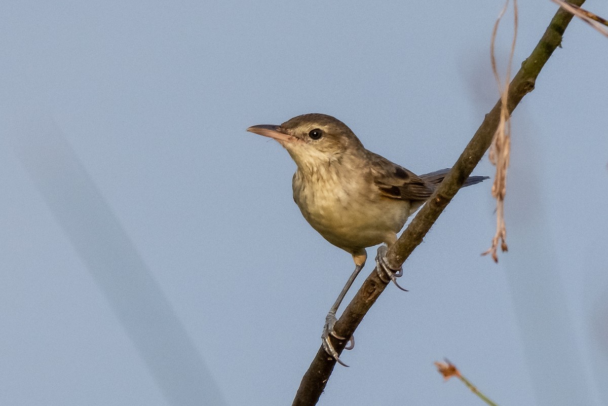 Oriental Reed Warbler - Balaji P B